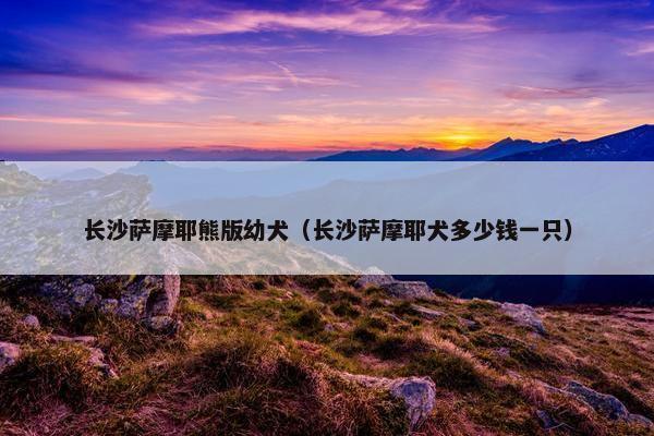长沙萨摩耶熊版幼犬（长沙萨摩耶犬多少钱一只）