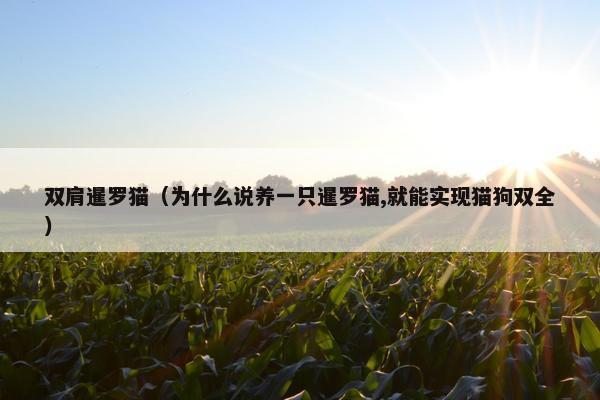 双肩暹罗猫（为什么说养一只暹罗猫,就能实现猫狗双全）