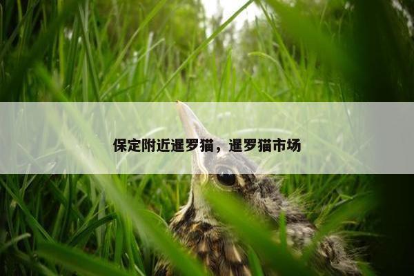 保定附近暹罗猫，暹罗猫市场
