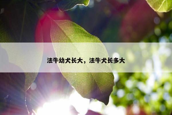 法牛幼犬长大，法牛犬长多大