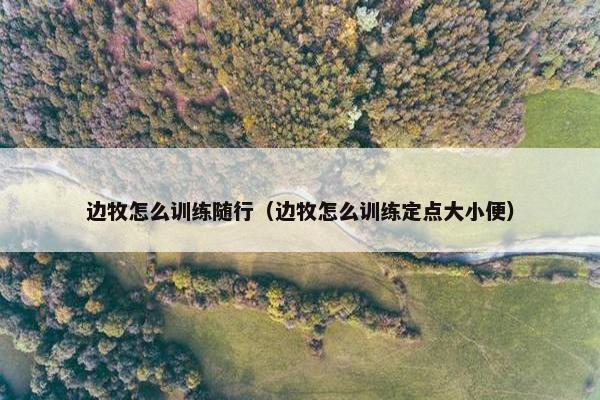 边牧怎么训练随行（边牧怎么训练定点大小便）