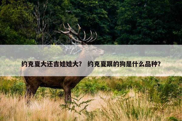 约克夏大还吉娃娃大？ 约克夏跟的狗是什么品种？