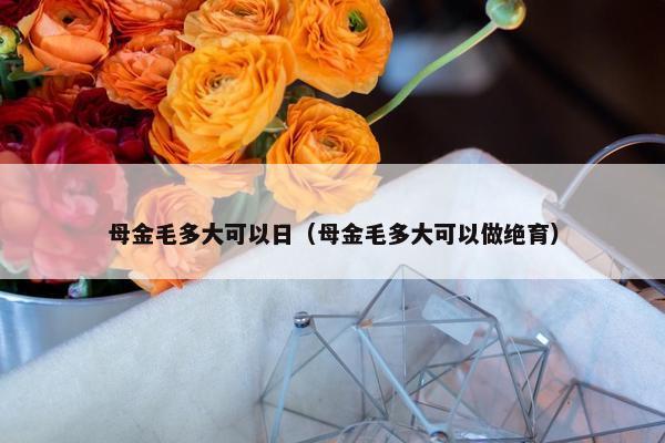 母金毛多大可以日（母金毛多大可以做绝育）