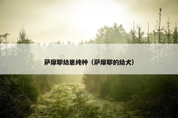 萨摩耶幼崽纯种（萨摩耶的幼犬）