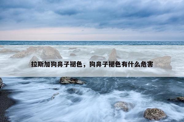 拉斯加狗鼻子褪色，狗鼻子褪色有什么危害