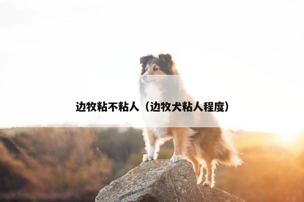 边牧粘不粘人（边牧犬粘人程度）