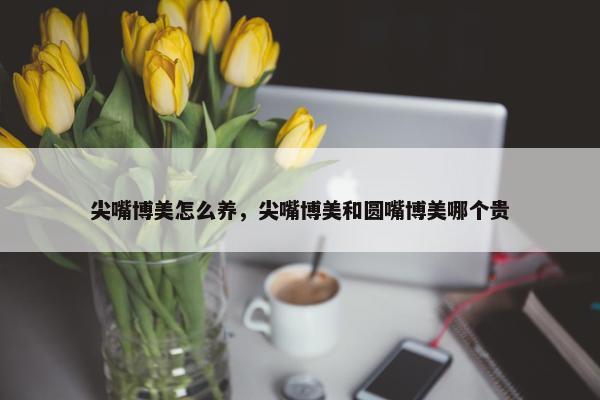 尖嘴博美怎么养，尖嘴博美和圆嘴博美哪个贵