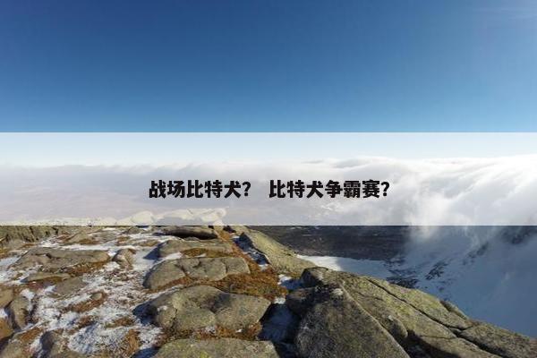 战场比特犬？ 比特犬争霸赛？