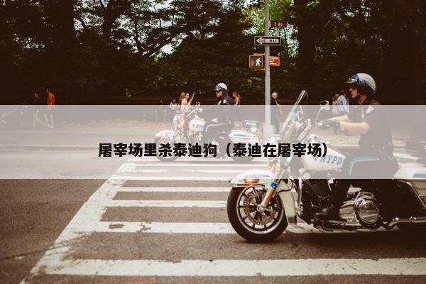 屠宰场里杀泰迪狗（泰迪在屠宰场）