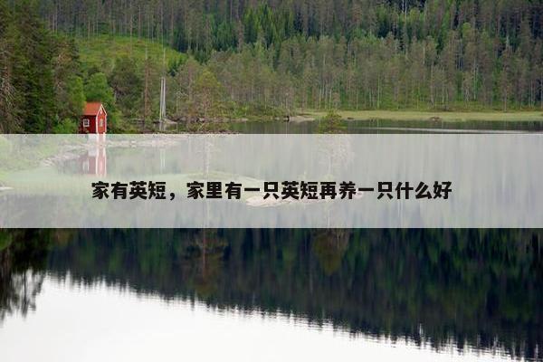 家有英短，家里有一只英短再养一只什么好