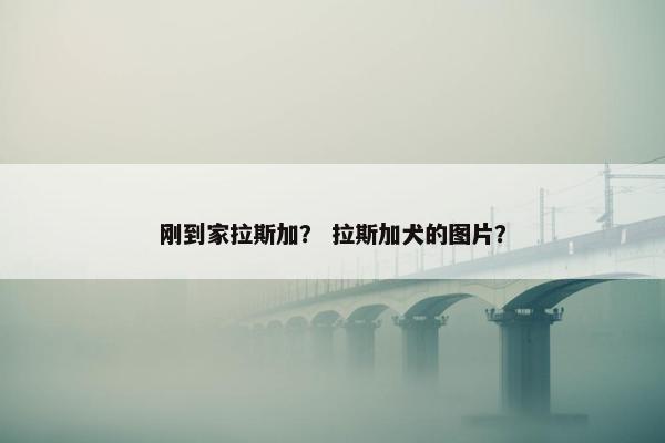 刚到家拉斯加？ 拉斯加犬的图片？