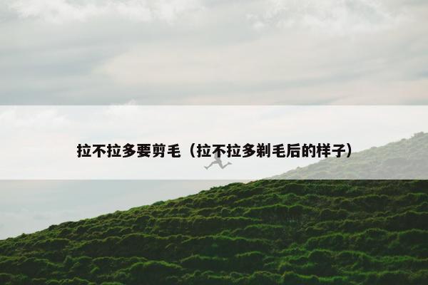 拉不拉多要剪毛（拉不拉多剃毛后的样子）