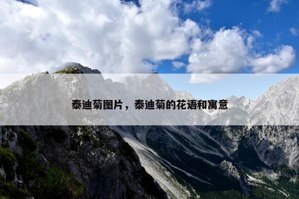 泰迪菊图片，泰迪菊的花语和寓意