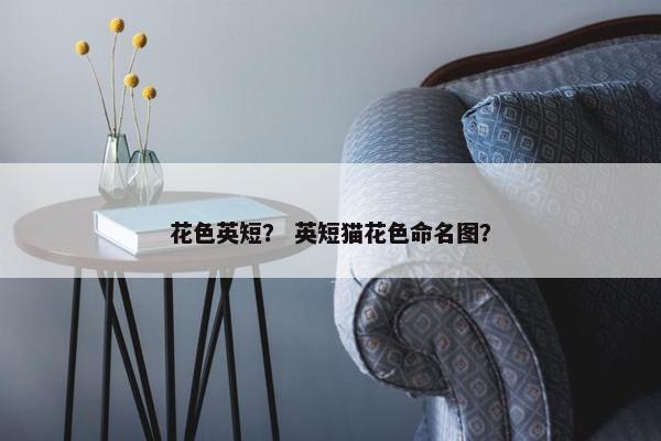花色英短？ 英短猫花色命名图？