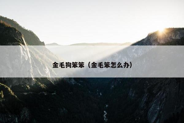 金毛狗笨笨（金毛笨怎么办）
