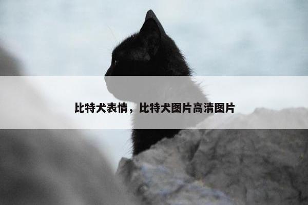 比特犬表情，比特犬图片高清图片