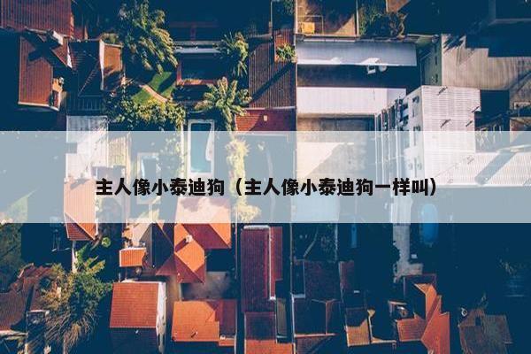 主人像小泰迪狗（主人像小泰迪狗一样叫）