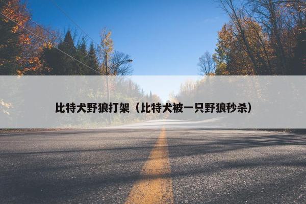 比特犬野狼打架（比特犬被一只野狼秒杀）