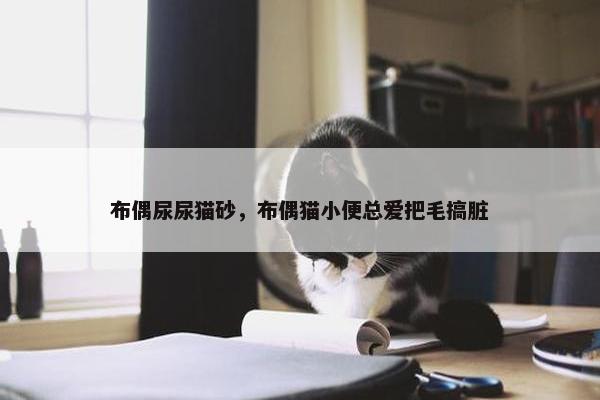 布偶尿尿猫砂，布偶猫小便总爱把毛搞脏