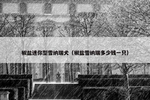 椒盐迷你型雪纳瑞犬（椒盐雪纳瑞多少钱一只）