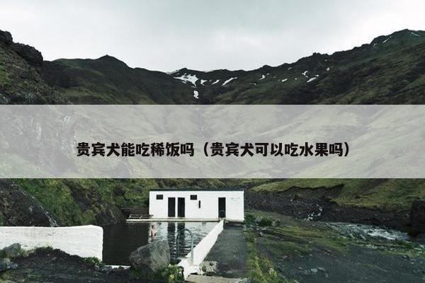 贵宾犬能吃稀饭吗（贵宾犬可以吃水果吗）