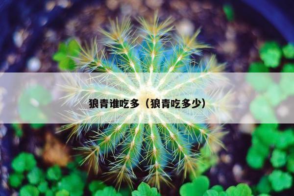 狼青谁吃多（狼青吃多少）