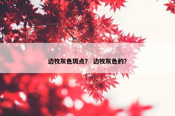 边牧灰色斑点？ 边牧灰色的？