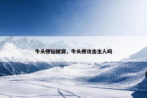 牛头梗钻被窝，牛头梗攻击主人吗