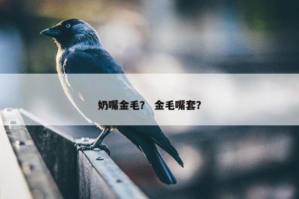 奶嘴金毛？ 金毛嘴套？