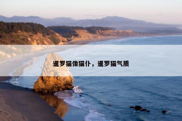 暹罗猫像猫仆，暹罗猫气质