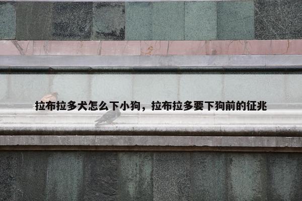 拉布拉多犬怎么下小狗，拉布拉多要下狗前的征兆