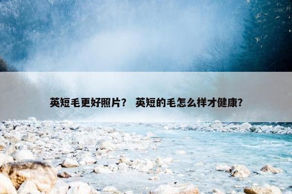 英短毛更好照片？ 英短的毛怎么样才健康？