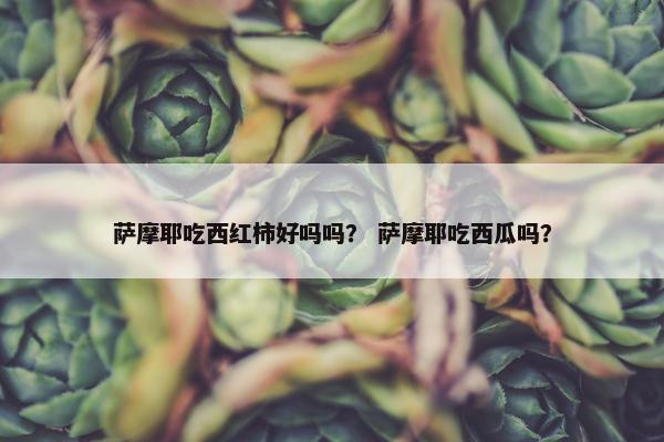 萨摩耶吃西红柿好吗吗？ 萨摩耶吃西瓜吗？