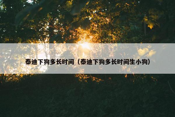 泰迪下狗多长时间（泰迪下狗多长时间生小狗）