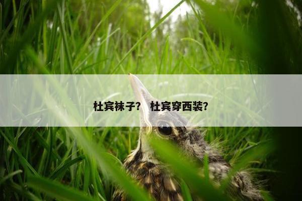杜宾袜子？ 杜宾穿西装？