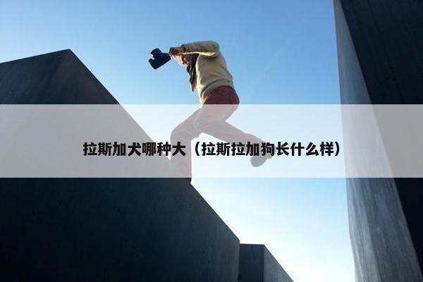 拉斯加犬哪种大（拉斯拉加狗长什么样）