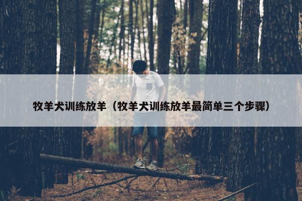 牧羊犬训练放羊（牧羊犬训练放羊最简单三个步骤）