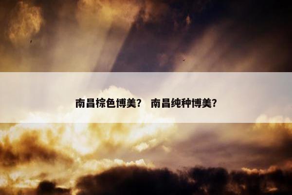 南昌棕色博美？ 南昌纯种博美？