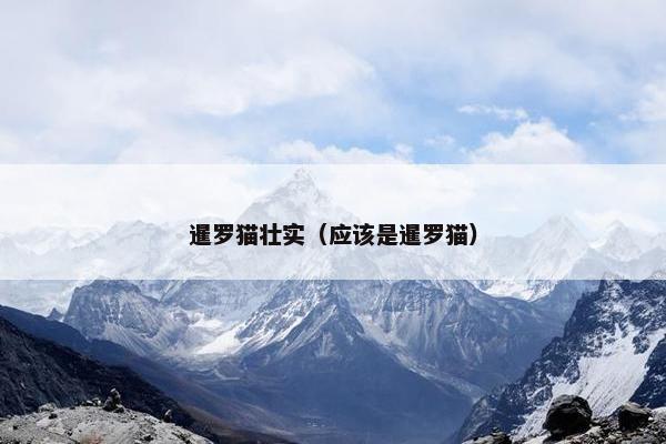 暹罗猫壮实（应该是暹罗猫）