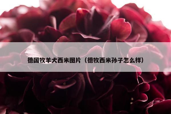 德国牧羊犬西米图片（德牧西米孙子怎么样）
