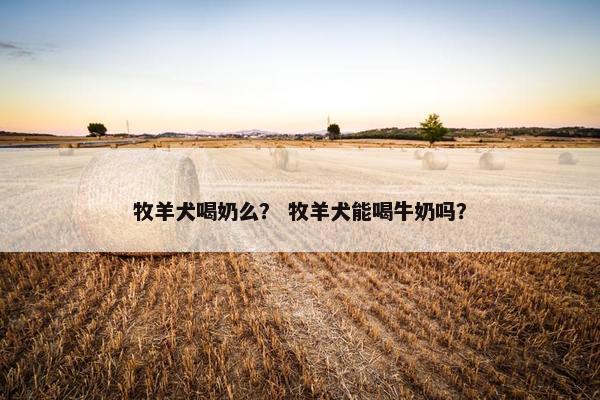 牧羊犬喝奶么？ 牧羊犬能喝牛奶吗？