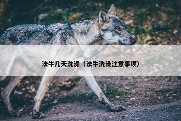 法牛几天洗澡（法牛洗澡注意事项）
