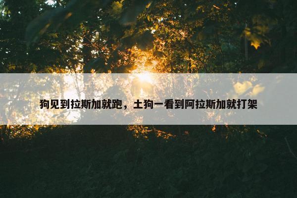 狗见到拉斯加就跑，土狗一看到阿拉斯加就打架
