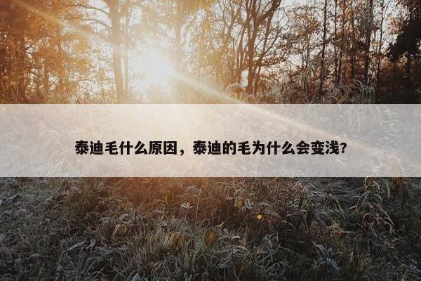 泰迪毛什么原因，泰迪的毛为什么会变浅?