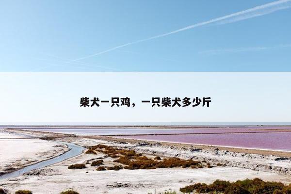 柴犬一只鸡，一只柴犬多少斤