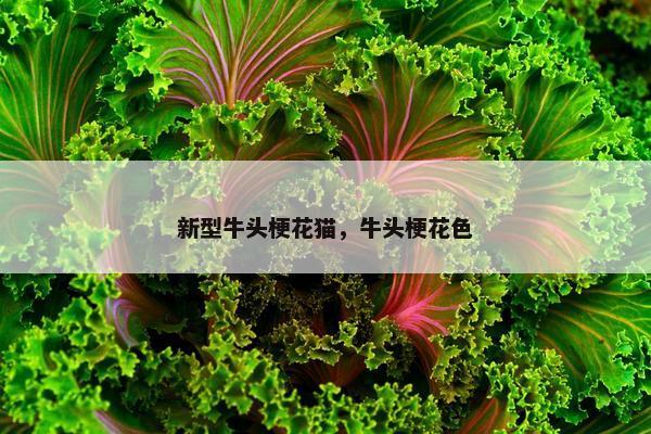 新型牛头梗花猫，牛头梗花色