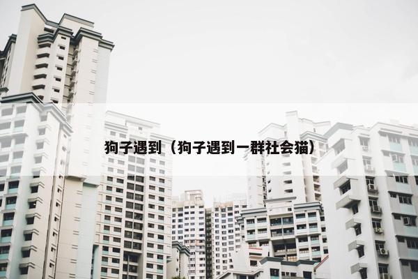 狗子遇到（狗子遇到一群社会猫）