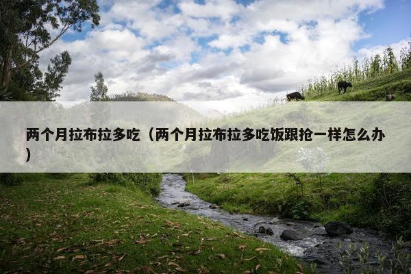 两个月拉布拉多吃（两个月拉布拉多吃饭跟抢一样怎么办）