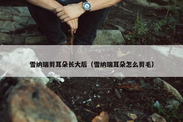 雪纳瑞剪耳朵长大后（雪纳瑞耳朵怎么剪毛）