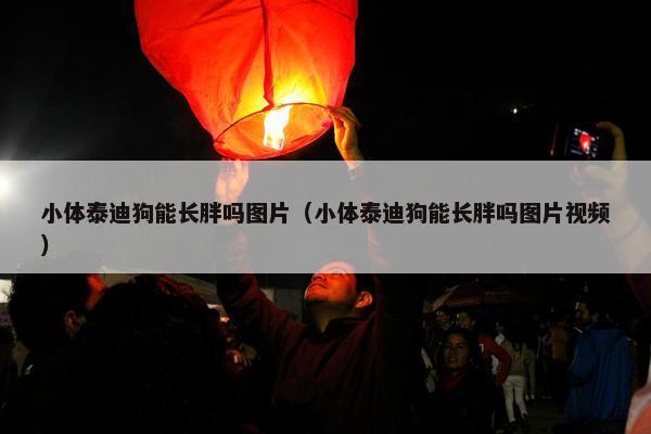 小体泰迪狗能长胖吗图片（小体泰迪狗能长胖吗图片视频）